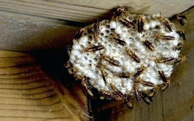 Wasp Eggs Defend Themselves by Expelling Deadly Gas