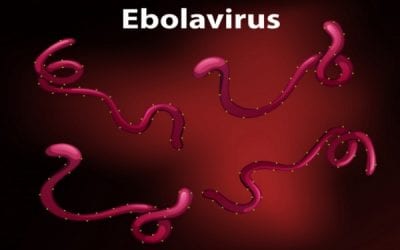 No More Avada Kedavra? 2 New Ebola Drugs Lift this Unforgivable Curse