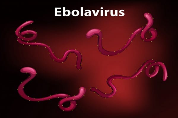 No More Avada Kedavra? 2 New Ebola Drugs Lift this Unforgivable Curse