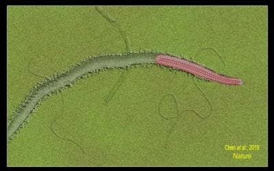 Newly Discovered Worm Denies Evolution as We Know It