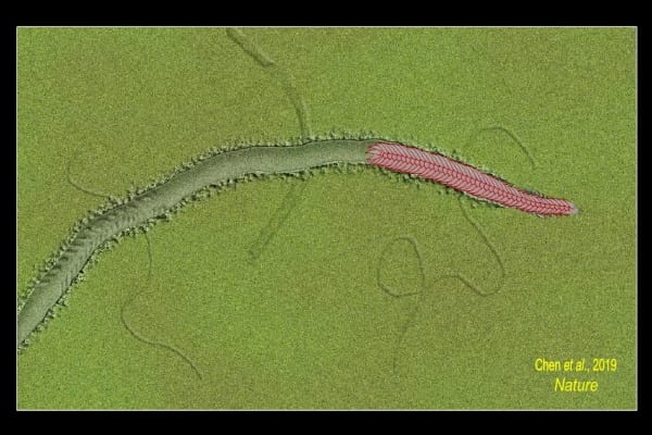 Newly Discovered Worm Denies Evolution as We Know It