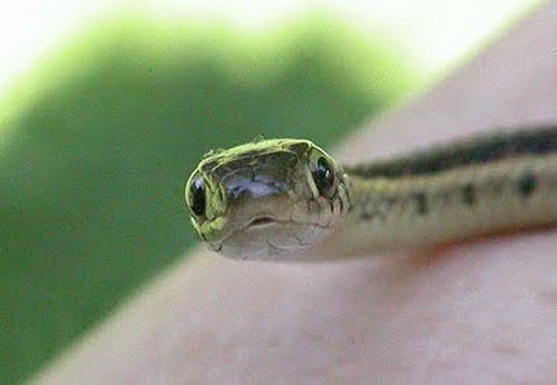 30 Fassscinating Facts About Snakes Let S Get Sciencey