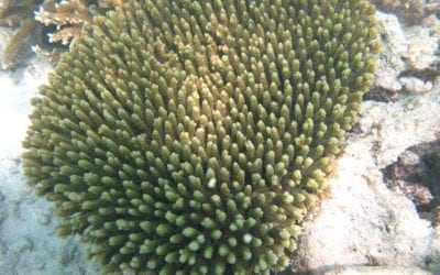 How Chemical Potions and Hungry Fish Protect Coral Reefs