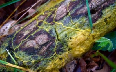 Meet “The Blob”: The Slime Mold that Learns Without a Brain
