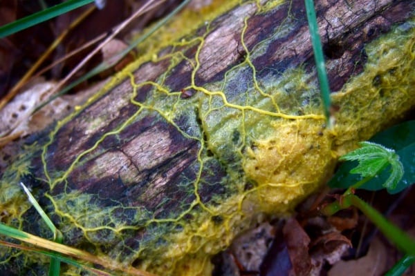 Meet “The Blob”: The Slime Mold that Learns Without a Brain