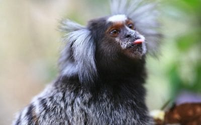 Marmosets’ Dialect Can Teach Us a Few Things about Social Behavior