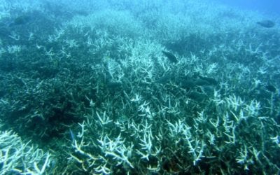 Acoustic Enrichment Could Restore Life Into Degraded Coral Reefs