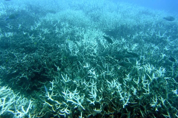 Acoustic Enrichment Could Restore Life Into Degraded Coral Reefs