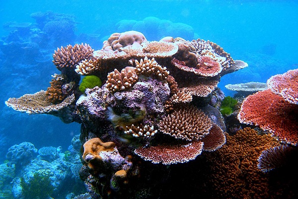 Corals Receive Assisted Gene Flow Procedures to Ensure their Survival