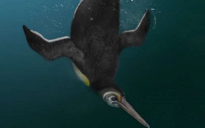 Ancient Penguin Outlives the Dinosaurs, Rules the Seas
