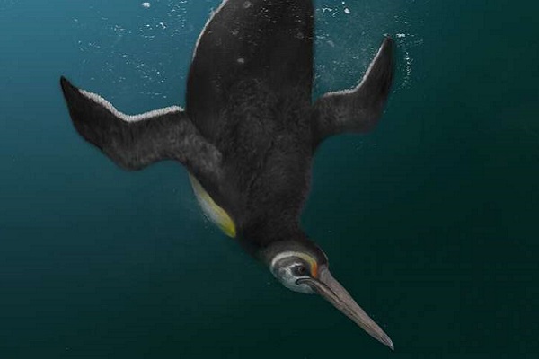 Ancient Penguin Outlives the Dinosaurs, Rules the Seas
