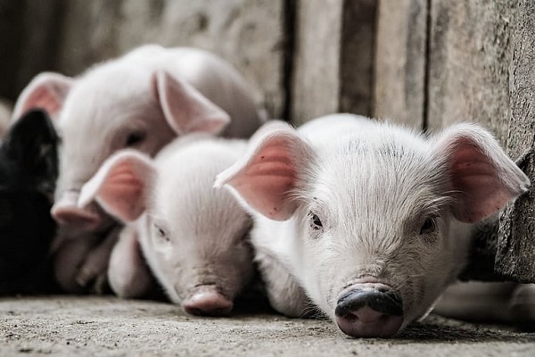 The X Files: Pig-Primate Chimeras Born and Dead in Chinese Experiment