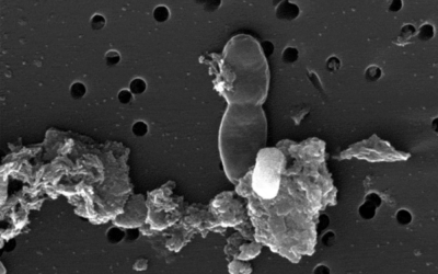 2-Billion Old Life Forms May Dwell In South-African Mine